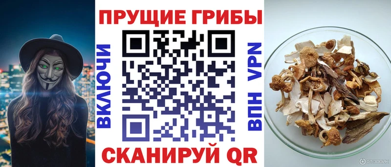 Купить закладки  Болохово  Псилоцибиновые грибы MAGIC MUSHROOMS 
